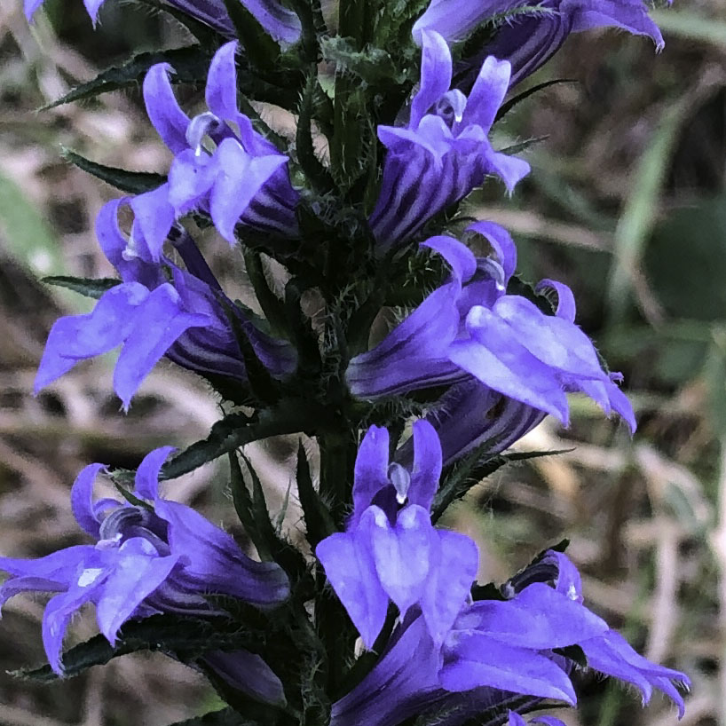 Great Blue Lobelia